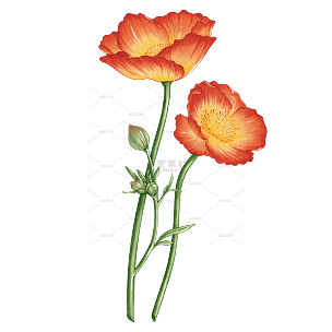 手绘水彩罂粟花植物花卉元素