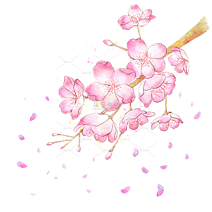 手绘粉色水彩樱花花朵插画元素8