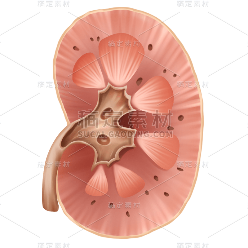 手绘-器官贴纸-肾脏