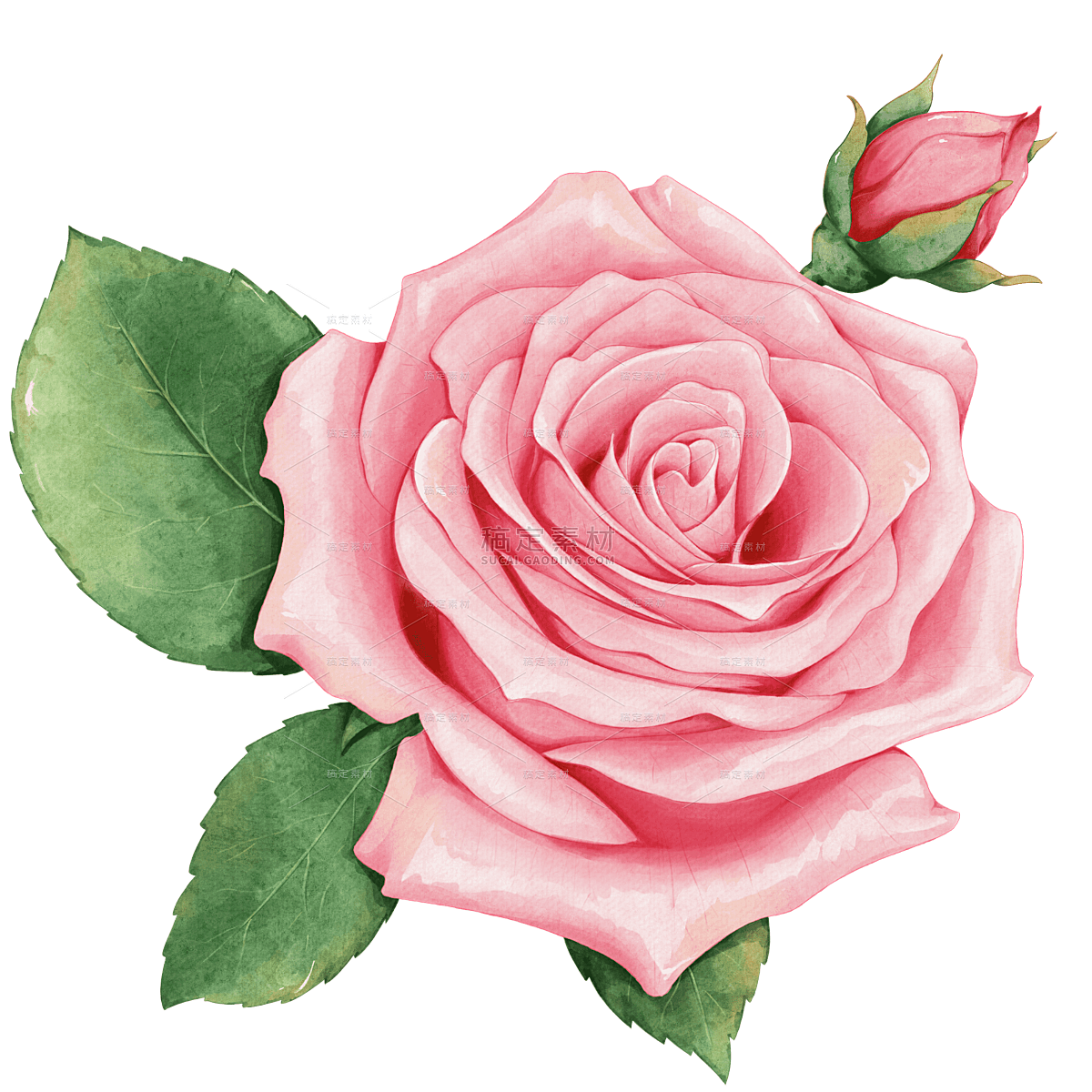 水彩粉色手绘单朵玫瑰元素