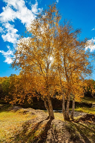 内蒙古乌兰布统坝上草原上的银杏树