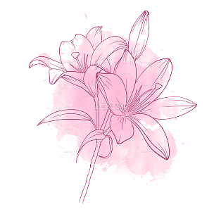 线条粉色线稿水彩花卉元素