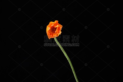 植物系列写实风花卉