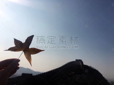 长城脚下手拿枫叶摄影图