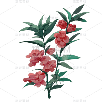 凤仙花