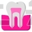 Teeth