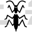 Mantis