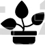 Potted Plant