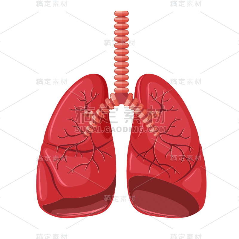 手绘-人体器官医疗元素贴纸-肺