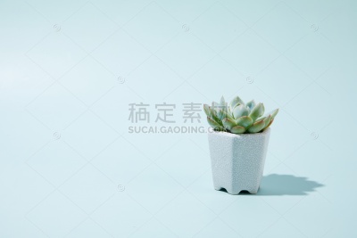 植物系列写实风绿植