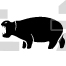 Hippopotamus