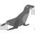 Elephant Seal