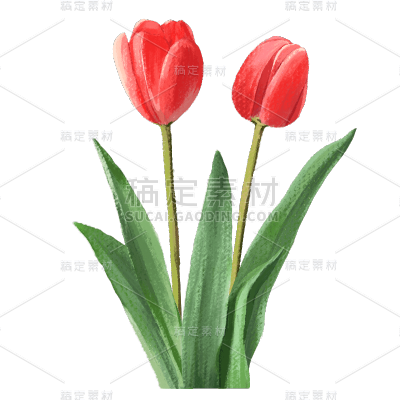 手绘-植物元素-花朵