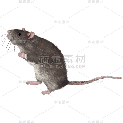 四害蚊虫贴纸