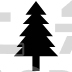 larch