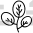 Basil Leaves