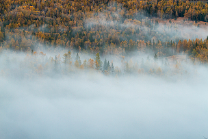 秋季时云雾缭绕的针叶林