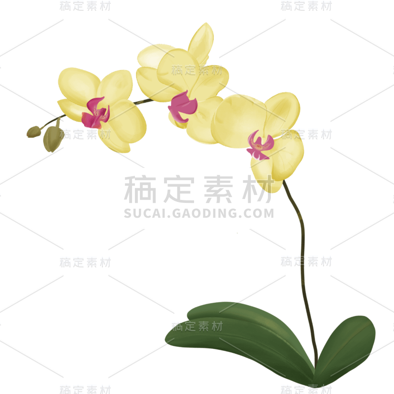 清新手绘植物插画2