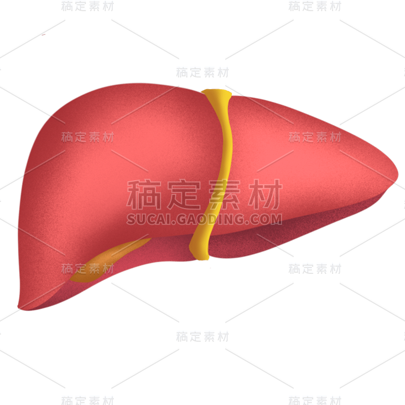 卡通风人体器官贴纸