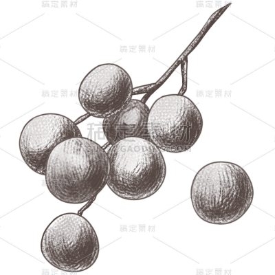 手绘素描龙眼水果元素