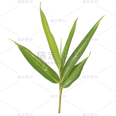 手绘-写实竹子竹叶植物元素贴纸5