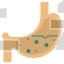Stomach