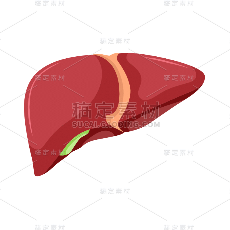 手绘-人体器官医疗元素贴纸-肝