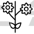 Chrysanthemum