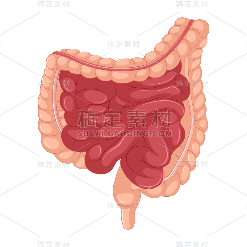 手绘-人体器官医疗元素贴纸-肠道