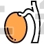Testicle