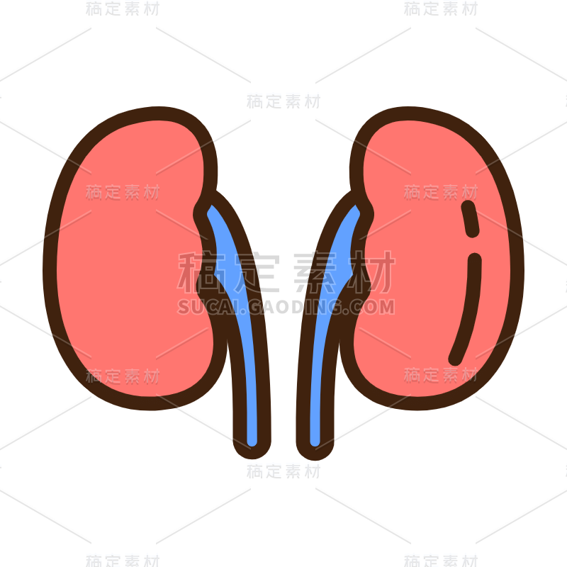 ICON-扁平矢量器官医疗icon-肾
