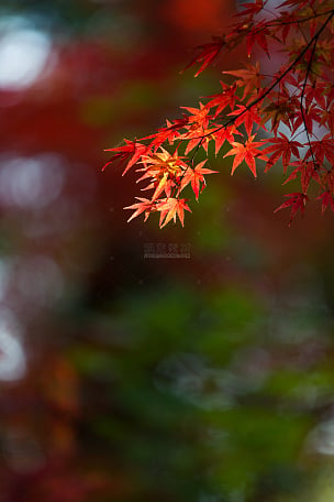 野外阳光照射在枝头上的红枫叶