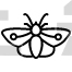 Moth
