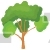 Scots Pine Tree
