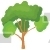 Scots Pine Tree