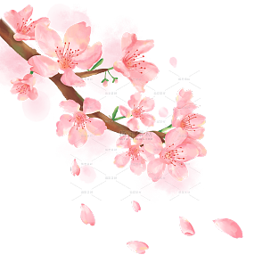 手绘粉色水彩樱花花卉植物元素1
