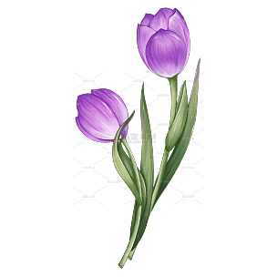 手绘水彩紫色郁金香植物花卉元素