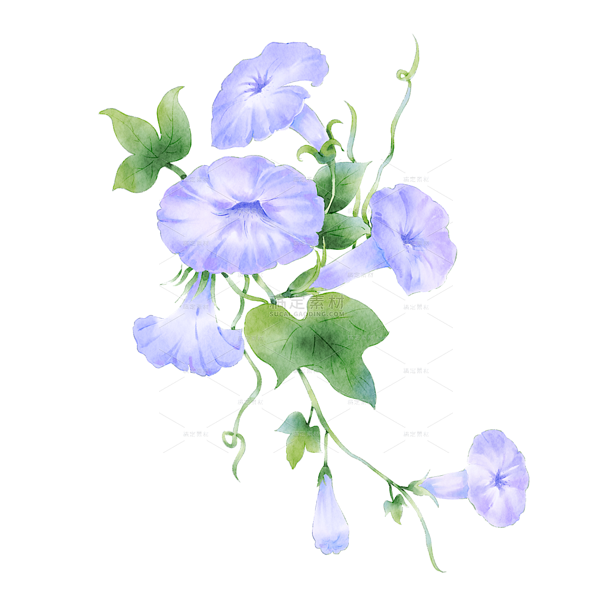 手绘水彩紫色喇叭花花卉元素