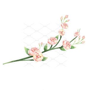 手绘粉色牡丹花花卉植物元素
