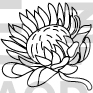 Flower Design