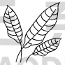 Flower Design