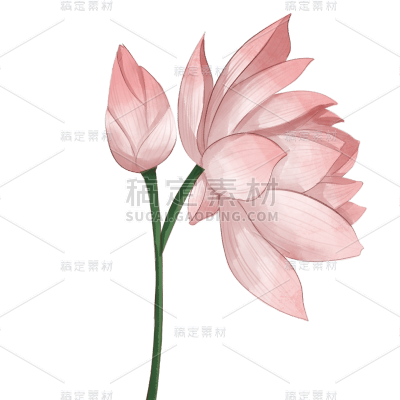 工笔画风七夕情人节元素-荷花2
