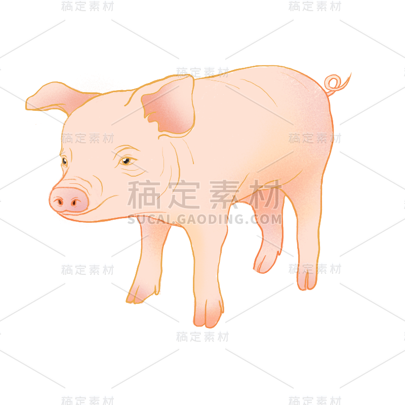 中国风-手绘动物插画贴纸-猪