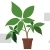 Eleuthero Potted Plant