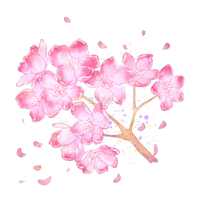 手绘粉色水彩樱花花朵插画元素9