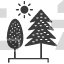 Poplar Tree