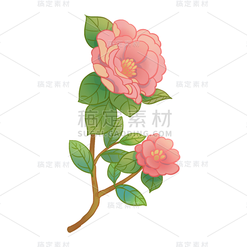 手绘-中国风植物插画-花卉