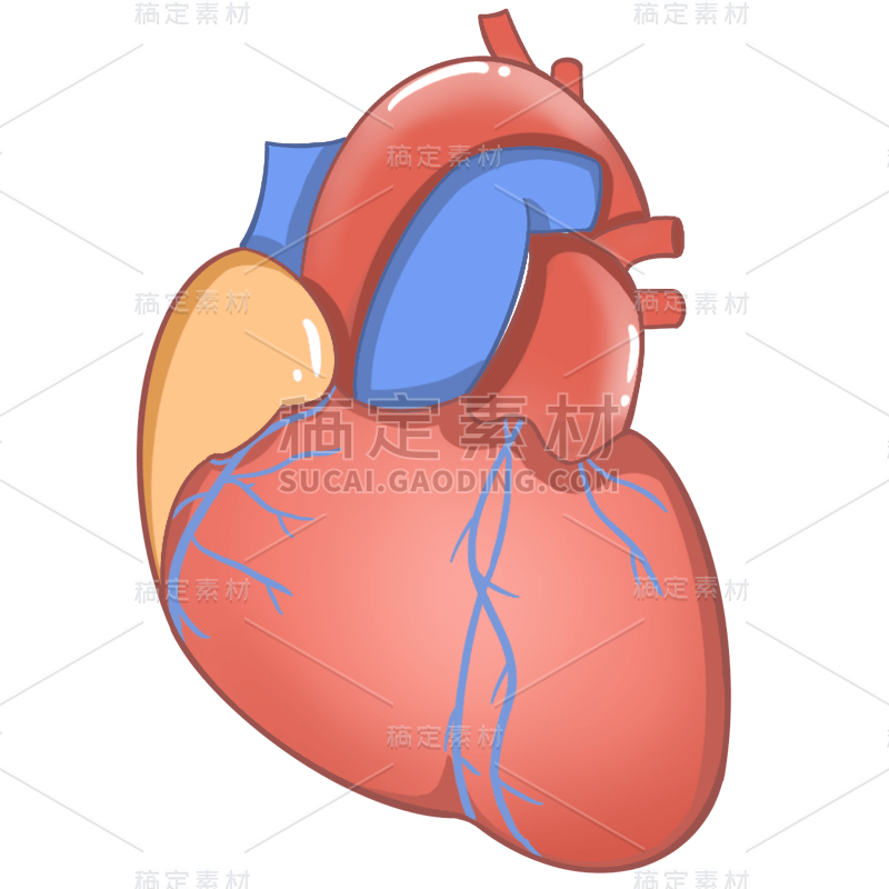 手绘-身体器官元素-心脏