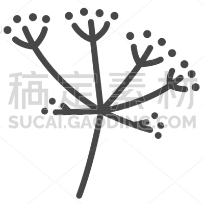 Caraway