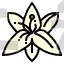 Lily Flower